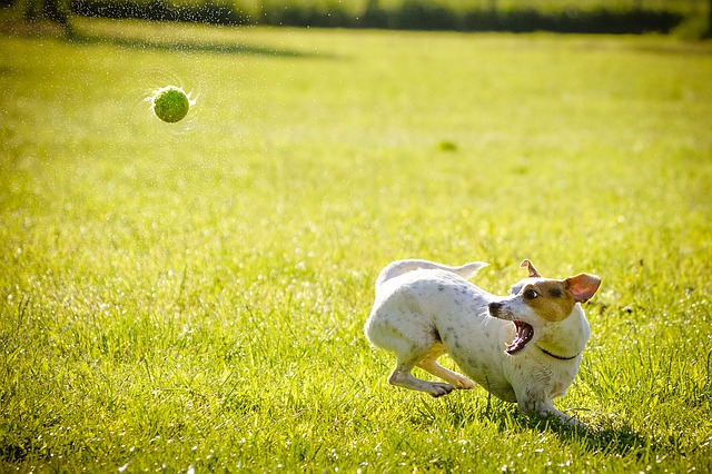 míček a pes